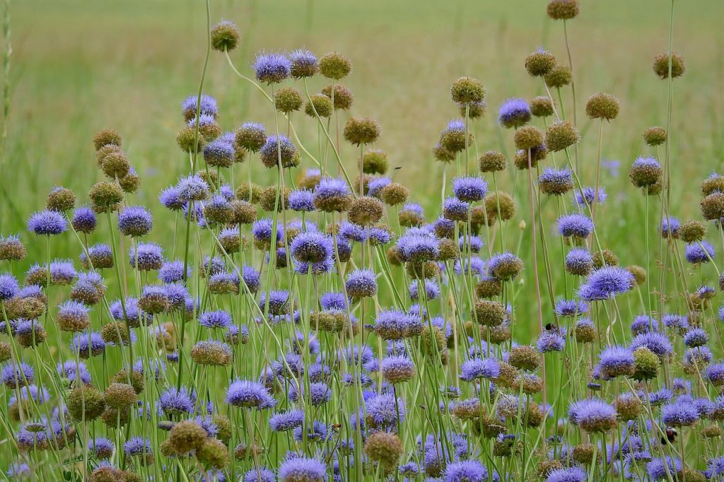 jasione montana, flowers, blue flowers-6373395.jpg