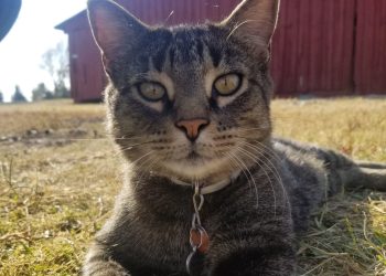 Barney, who is a tabby cat and hospitality director of the Stars and Stripes Museum, sitting in front of the museum barn